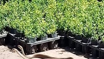 Cặp mãng xà quấn nhau xuất hiện vào đúng 12h trưa ngày 30 Tết Canh Tý ở di tích anh em nhà Tây Sơn. (ảnh: Trần Hiếu)