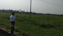 Cánh đồng vốn là đất trồng lúa, nay đã bị thu hồi để thực hiện dự án đấu giá đất.