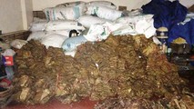 Hơn 2,6 tấn măng khô tẩm hóa chất được thu giữ tại cơ sở chế biến măng