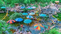 “Suối cá vàng” Khe Tọ nằm cách trung tâm thị xã Thái Hòa khoảng 3km, nằm trên địa bàn xóm Đồng Nheo xã Nghĩa Trung huyện Nghĩa Đàn. Dòng suối chỉ dài hơn 500m nhưng có hàng chục nghìn con cá vàng đủ màu sắc.
