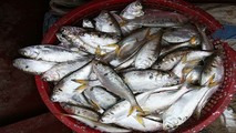 Cá mòi màu trắng bạc, mình dẹt, vảy mềm và nhỏ, thịt ngọt, xương nhiều nhưng mềm.