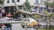 Xót xa nhìn hàng cây phong lá đỏ chết khô trên đường phố Hà Nội
