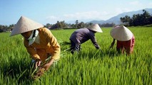 Chiếc nón lá tôn thêm nét đẹp “thi vị” người phụ nữ Việt