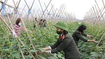 Đoàn thanh niên - Hội Phụ nữ Phòng Hậu cần, Công an tỉnh Hà Nam giúp bà con thu hoạch nông sản