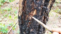 Nỗi niềm “Tay quỷ tâm Phật” và góc khuất nghề pháp y (Kỳ 4): Những chiếc lỗ đầu độc cây rừng đến từ đâu?
