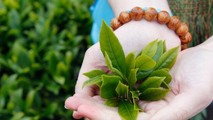 Chuyện của trà (Kỳ 1): Những huyền tích về xuất xứ của cây trà