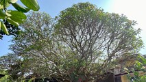 Hải Phòng: Chuyện cây đại di sản hơn 400 tuổi bên hồ An Biên