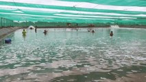 Khu nuôi tôm theo hướng công nghệ cao tại Bạc Liêu.
