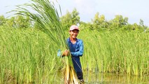 Chuyện ít biết về ruộng bồn bồn giữa lòng thành phố