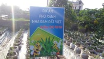 Hải Dương yêu cầu Công ty tạm dừng việc bán cây giống nha đam