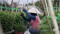 Đà Nẵng: Trăn trở đầu ra vụ hoa “Tết”