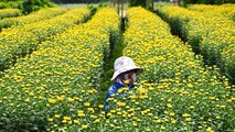 Ngập sắc vàng tại các vườn hoa cúc ở huyện Tư Nghĩa, tỉnh Quảng Ngãi.