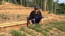 Nhung bên vườn rau - nguồn sống chính của ba mẹ con.