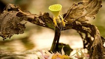 Tuệ Trung Thượng Sĩ luôn coi nhẹ chuyện sống chết ở đời.