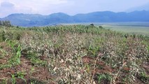 Xử phạt 350 triệu đồng doanh nghiệp gây ra chết cây, táp lá tại Lào Cai