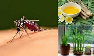 Đuổi muỗi không cần hóa chất