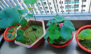 Dân mạng chia sẻ cách trồng và chăm sóc cây xanh tại nhà