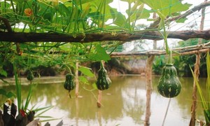 Thú vị với hình ảnh dân mạng khoe rau,củ tự trồng tại nhà