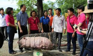 LienVietPostBank thu mua gần 9.000 kg lợn thịt. Ảnh: BNEWS/TTXVN