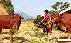 Đàn bò được hình thành từ vốn vay chương trình hộ thoát nghèo của nhà anh Lò Văn Thống (thôn Yên Lập, xã Yên Khương, huyện Lang Chánh)