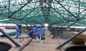 Nhà màng nuôi tôm thương phẩm ứng dụng công nghệ cao ở xã Mỹ Thành. Ảnh: binhdinhinvest.