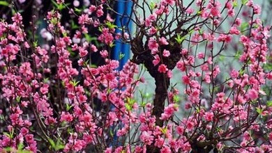 Trải nghiệm Tết ba miền