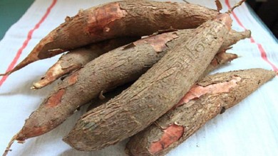 Bé 3 tuổi tử vong do ăn củ sắn cao sản