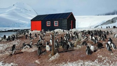 Bưu cục xa xôi nhất thế giới tuyển người đếm chim cánh cụt ở Nam Cực