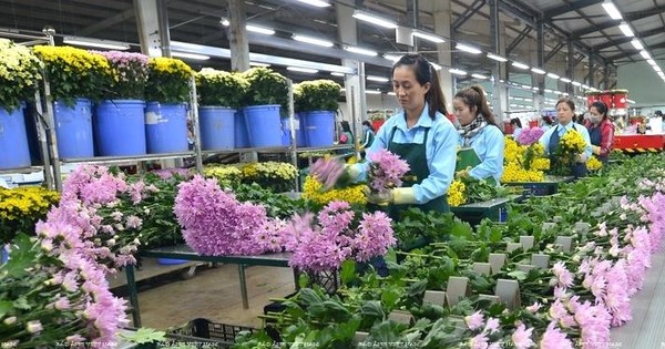 Công bố biện pháp kiểm dịch mới đối với hoa xuất khẩu sang Úc