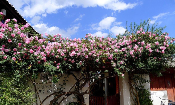 5 loại hoa “không sợ nắng”, đặc biệt thích hợp trồng ở ban công hay sân thượng