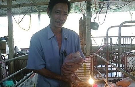 Dân Việt ăn sang: Lợn tẩm bổ thuốc bắc, cà chua bón trứng sữa Dân Việt ăn sang: Lợn tẩm bổ thuốc bắc, cà chua bón trứng sữa
