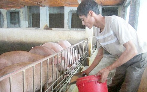Dân Việt ăn sang: Lợn tẩm bổ thuốc bắc, cà chua bón trứng sữa Dân Việt ăn sang: Lợn tẩm bổ thuốc bắc, cà chua bón trứng sữa