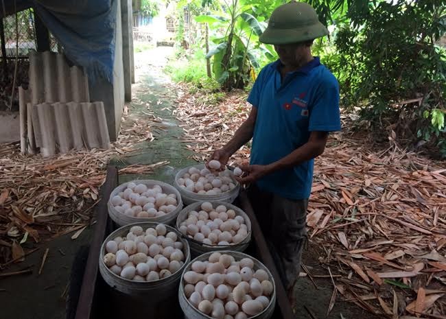 thực phẩm bẩn, thịt lợn, thịt gà, bánh mì, trứng gà, nông sản ế ẩm, cà phê, trà sữa thực phẩm bẩn, thịt lợn, thịt gà, bánh mì, trứng gà, nông sản ế ẩm, cà phê, trà sữa