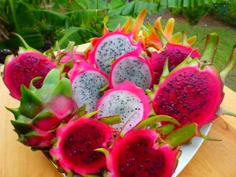 Sốt xuất huyết, Dịch bệnh, Bệnh truyền nhiễm Sốt xuất huyết, Dịch bệnh, Bệnh truyền nhiễm