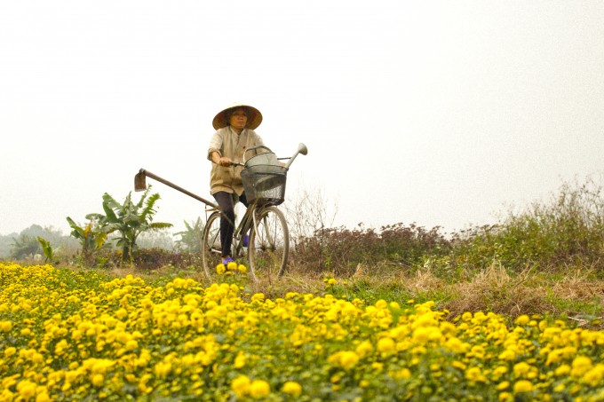 Những cánh đồng cúc khiến người người xao xuyến. Ai đi tới đó, lòng không muốn về.