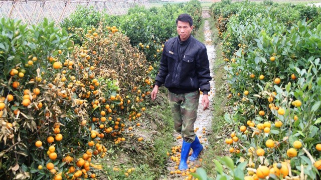 {title} Tết Âm lịch 2018,quất cảnh,thuốc diệt cỏ