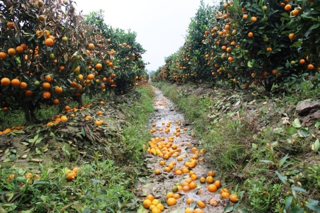 {title} Tết Âm lịch 2018,quất cảnh,thuốc diệt cỏ