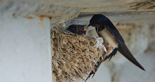 Một ngôi nhà không phù hợp để ở sẽ có 4 dấu hiệu này, rẻ mấy cũng đừng vội mua ảnh 3