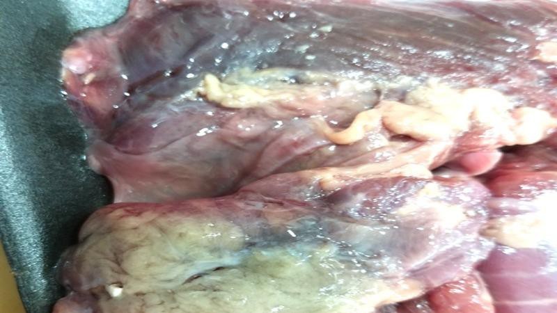 Phát hiện vi khuẩn gây thương hàn, nhiễm trùng máu trong thịt bán tại Aeon Bình Tân