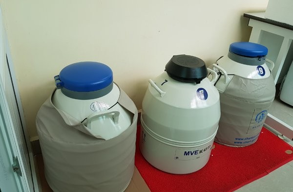 Trào lưu mới, quý cô độc thân gửi trứng để dành Trào lưu mới, quý cô độc thân gửi trứng để dành