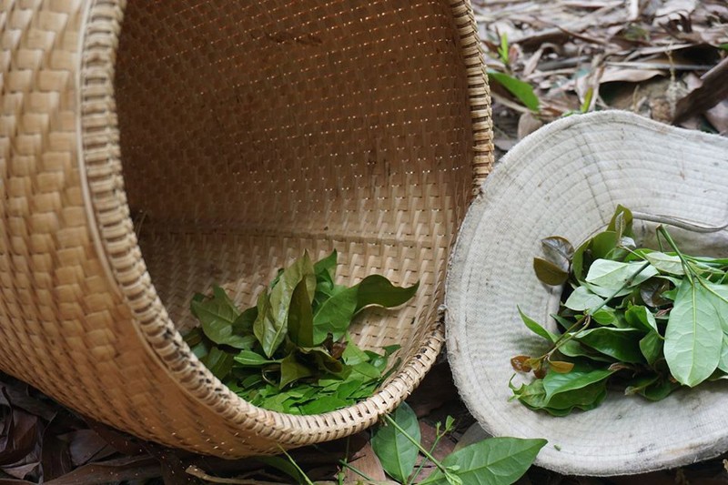 Nhật ký ở rừng của chàng trai Sài Gòn 'gây sốt'