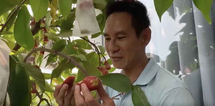 Lý Hải - Minh Hà vào vườn hái trái cây. (Ảnh: Chụp màn hình) Lý Hải - Minh Hà vào vườn hái trái cây. (Ảnh: Chụp màn hình)