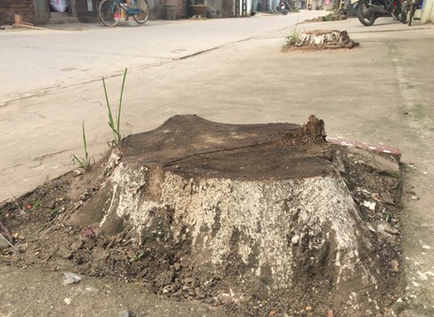 hà nội ra công văn khẩn cấm tự ý chặt cây xanh khi dẹp vỉa hè hình 2 ha noi ra cong van khan cam tu y chat cay xanh khi dep via he hinh 2