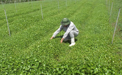 Tập đoàn TH - Tiên phong organic vì sức khỏe cộng đồng hình ảnh 6 tap doan th - tien phong organic vi suc khoe cong dong hinh anh 6