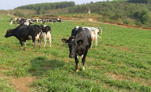 Tập đoàn TH - Tiên phong organic vì sức khỏe cộng đồng hình ảnh 5 tap doan th - tien phong organic vi suc khoe cong dong hinh anh 5