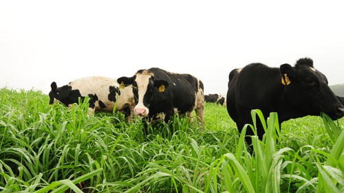 Tập đoàn TH - Tiên phong organic vì sức khỏe cộng đồng hình ảnh 4 tap doan th - tien phong organic vi suc khoe cong dong hinh anh 4