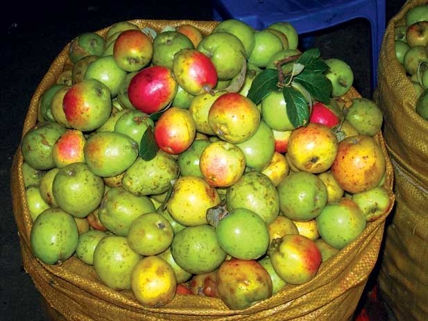 Phân biệt táo mèo chuẩn dựa vào hình dáng và màu sắc bên ngoài