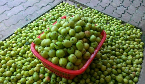 Kết quả hình ảnh cho cách nhận biết táo mèo trung quốc và việt nam