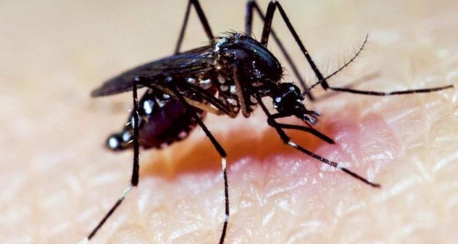 Kết quả hình ảnh cho đặc điểm muỗi zika