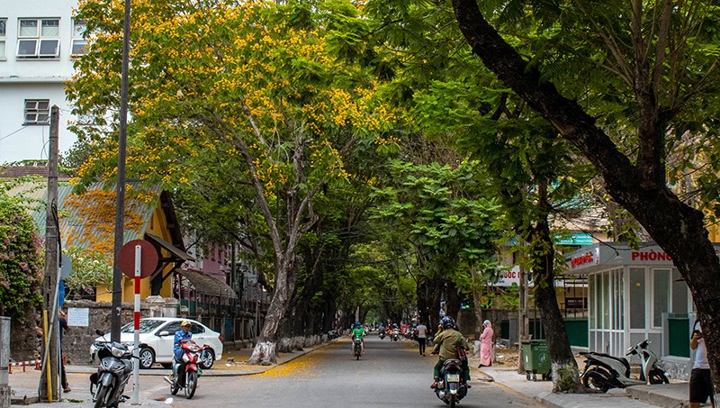 Mùa phượng vàng gọi hè về trên thành phố Huế mộng mơ